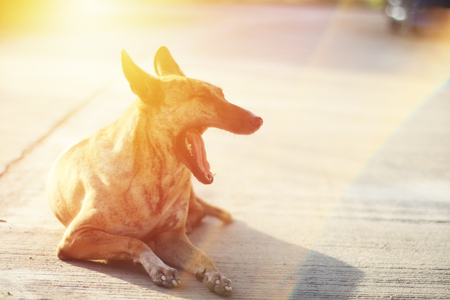 A dog sit on the footpath in the park feels sleepy.の写真素材