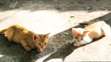 Two brown kitties lying on the footpath and looking for something.の写真素材