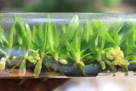 Rhynchostylis  gigantea orchid plants in flasks from tissue culture process.の写真素材