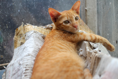 Brown kitty lying on the decayed box.の写真素材