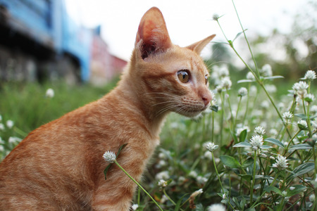 Brown kitty sits in the wild flower field.の写真素材