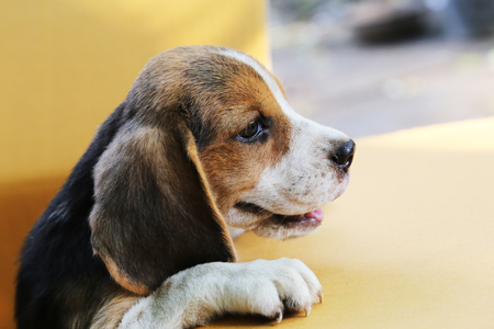 Puppy (Beagle dog) in a brown box, hold the edge of the box,trying to look outside.の写真素材