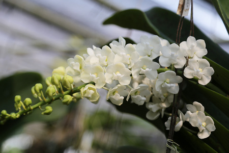 Rhynchostylis gigantea white color blooming in the garden.の写真素材