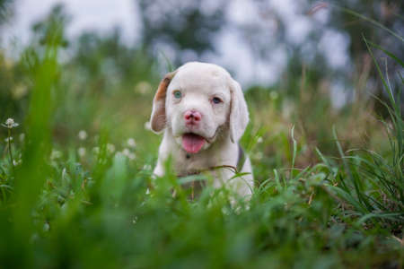 Portrait of an adorable blue eyed white hair beagle puppy in the green field outdoor in the park.の写真素材