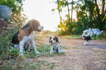 Beagle mom and puppy are relaxing on the wild flower field outdoor in the park.の写真素材
