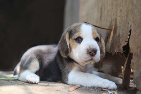 A cute beagle puppy breaking wooden door.の写真素材