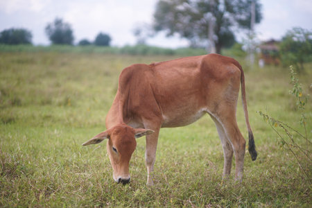 An adorable brown Thai cow stand for eating grass in the green field in thailand.の写真素材