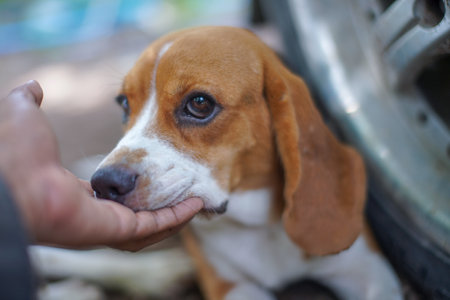 A soft touch from owner 's hand to the face of an adorable beagle dog to look her eye and face when dog is fear something unidentified.の写真素材