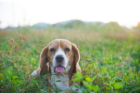 Beagle dog lying on the grass and looking at the camera.の写真素材