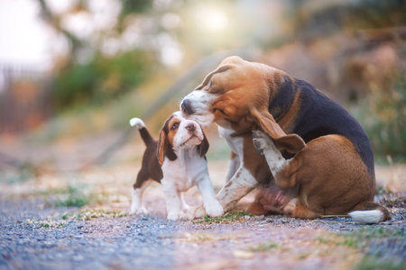 A tri-colored beagle mom scratching body while playing on the rural road with an adorable beagle...