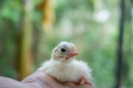 Portrait of an adorable white hair bantam chicken lay on hand.の写真素材