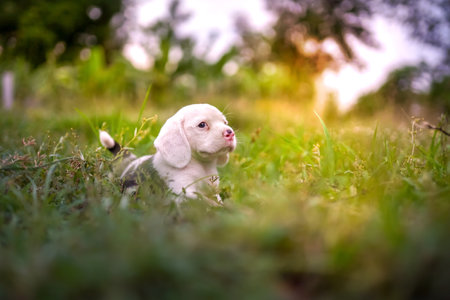 An adorable white haired beagle puppy  playing outdoor on the grass field