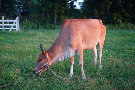 A brown Thai cow standing on the grass field for eating grass.