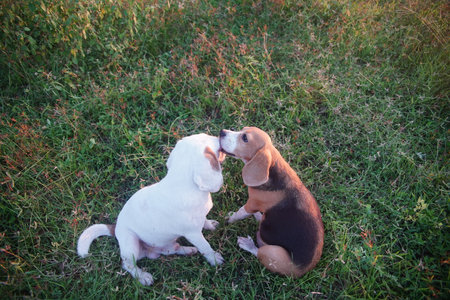 A tri-color beagle dog and a white fur beagle are playing on the grass in the meadow,kissing with a positive emotion,shooting with a shallow depth of field.の写真素材