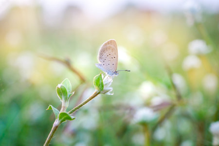 A small gray butterfly perched on a tiny white wild flower, background blurred , shallow depth of field focus.の写真素材
