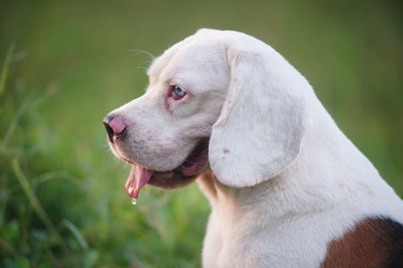 Portrait of a cute white fur beagle dog lying on the green grass ,shooting with a shallow depth of field.の写真素材