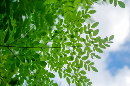 Moringa oleifera, moringa leaves, beautiful moringa leaves on the tree.Macro selective focus with natural background.の写真素材