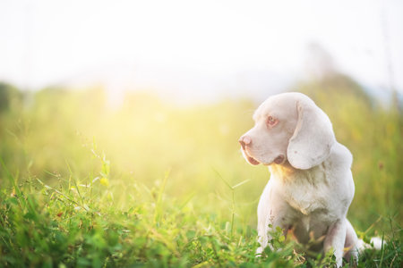 Portrait of a cute white fur beagle dog lying on the green grass ,shooting with a shallow depth of field.の写真素材