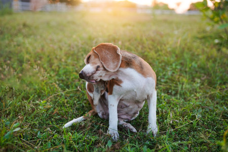 A cute beagle dog scratching body outdoor on the grass field.の写真素材