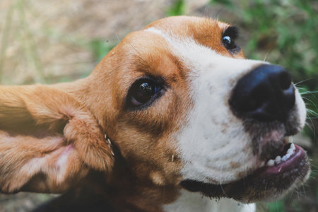 A cute energetic beagle dog play with its owner, focus on eye,selective focus,and shoot with a shallow depth of fieldの写真素材