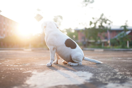 A white fur beagle dog is sitting by turn her back to the camera on the concrete floor in the evening.の写真素材