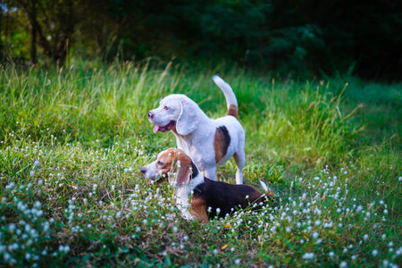 Portrait of a couple beagle dog sitting on the green grass outdoor in the park on sunny day.