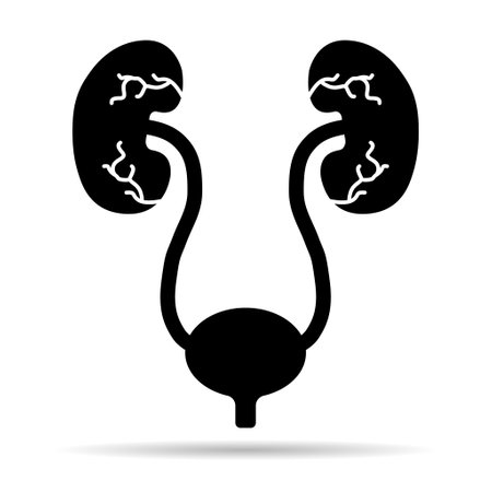 Urology health human icon shadow, anatomy medical body bladder sign, biology vector illustration.のイラスト素材