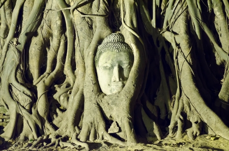 Head of buddha in the tree root at Ayutthaya,thailandの写真素材