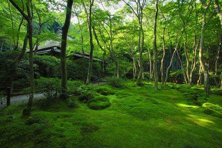 A Japanese garden in Kyoto,Japanの写真素材