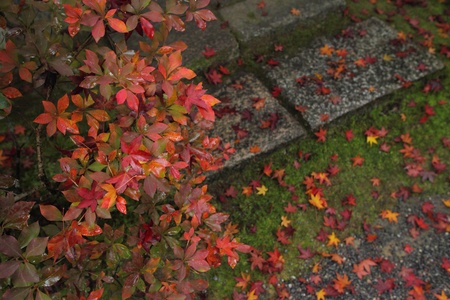Autumn colors in Kyoto,Japan