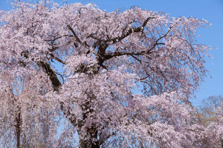 Gion Weeping Cherry Blossoms, Kyoto