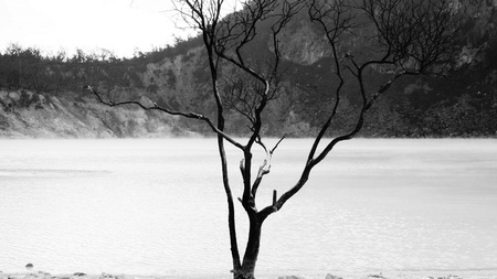 Deadly Tree and Lakeの写真素材