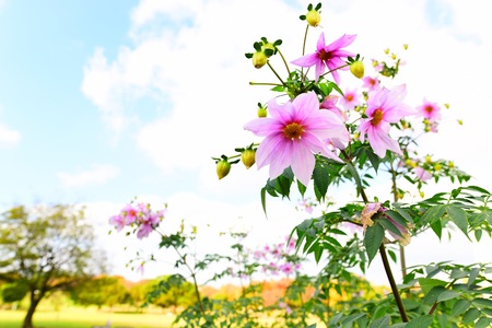 Blooming Flowerの写真素材