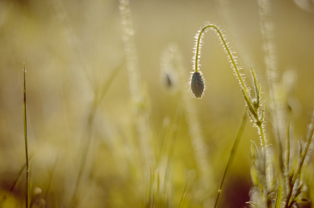 Single poppy bud leaning against the sunlightの写真素材