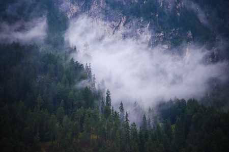 Misty forest trees in the fogの写真素材