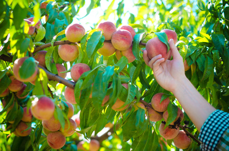 Hand plucks a peach from a branchの写真素材