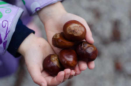 Five chestnuts in child handsの写真素材