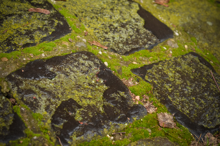 Wet stone pavement with mossの写真素材