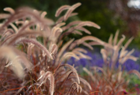 Beautiful pennisetums in the backlightの写真素材
