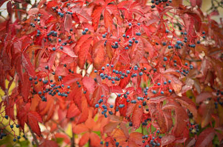 Colorful wild grapes in autumnの写真素材
