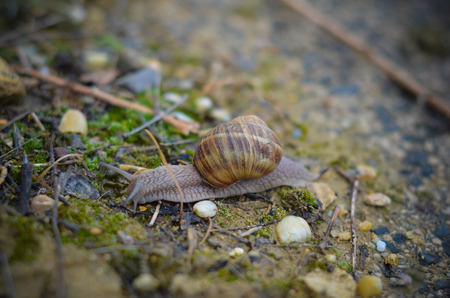 Snail on the wet asphaltの写真素材
