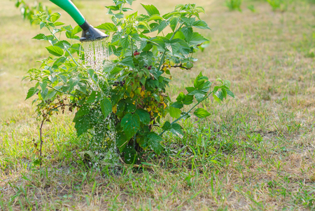 Watering a Cumberland Black raspberry bushの写真素材