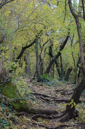 Fresh yellow leaves on the trees in fall season in the Normafa forestの写真素材
