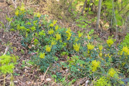 Flowers of hollow mahonia in the wild natureの写真素材