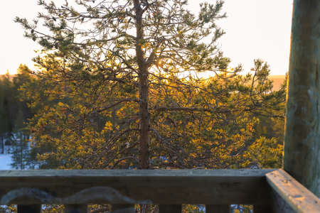Tree branches in the beautiful backlight of the sunset in winterの写真素材