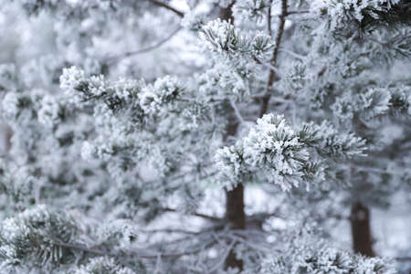 A snowy branch of pine or fir tree with blur backgroundの写真素材