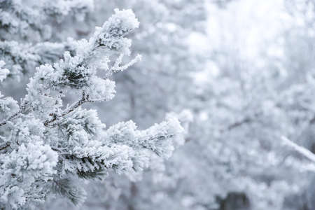 A snowy branch of pine or fir tree with blur backgroundの写真素材