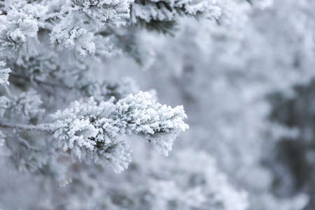 A snowy branch of pine or fir tree with blur backgroundの写真素材