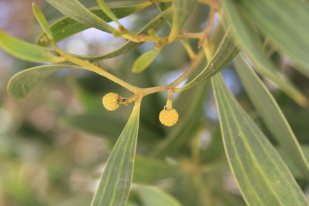 Australian blackwood, Tasmanian blackwood, Acacia Ã  bois noir, Acacia de madera negra, Acacia a legno nero - Acacia melanoxylon - Fabaceae, FabacÃ©esの写真素材