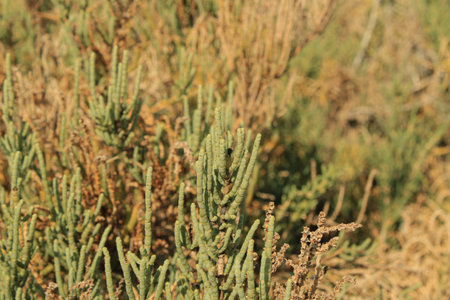 Arthrocaulon macrostachyum (syn. Sarcocornia fruticosa) â Amaranthaceaeの写真素材